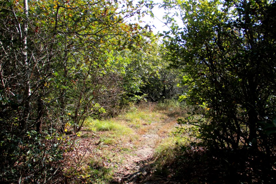 Whitley Gap Shelter side-trail, Wildcat Mountain, GA Oct 2018