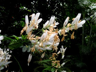 Whitfieldia elongata - Palmengarten Frankfurt - DSC01799 photo