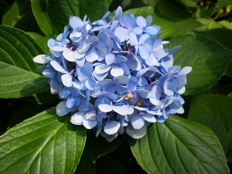 Carolina bloom flowering