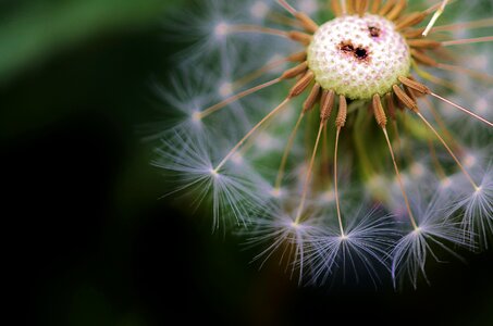 Nature summer plant