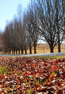 Dead trees trees autumn