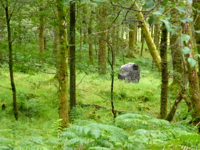 Whw-drymen-balmaha-wildlife-camera