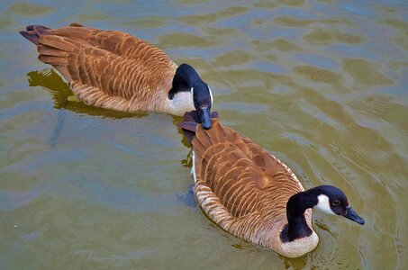 Wildlife wild farm photo