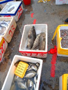 Wholesale fish market at Haikou New Port - 03 photo