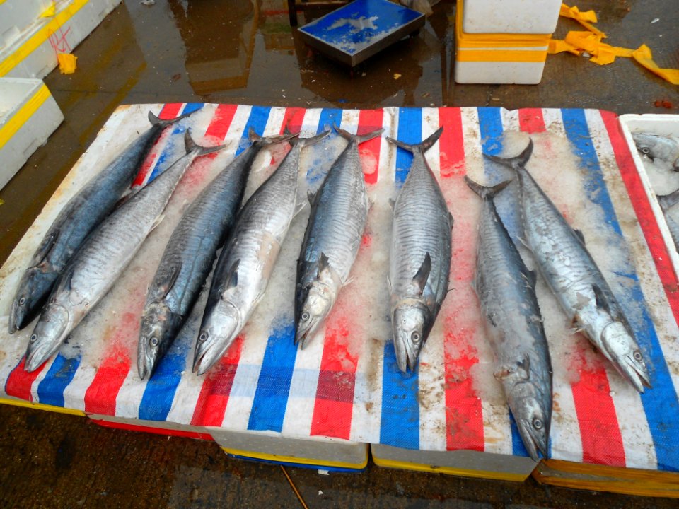 Wholesale fish market at Haikou New Port - 13