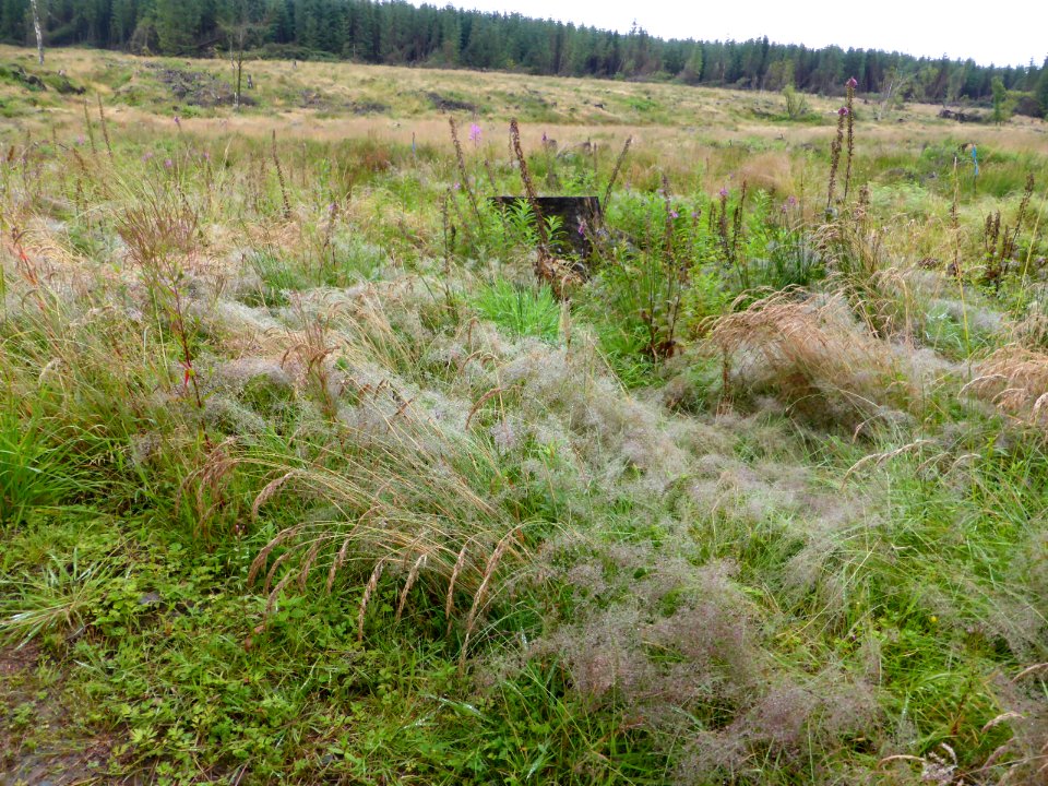 Whw-drymen-balmaha-3
