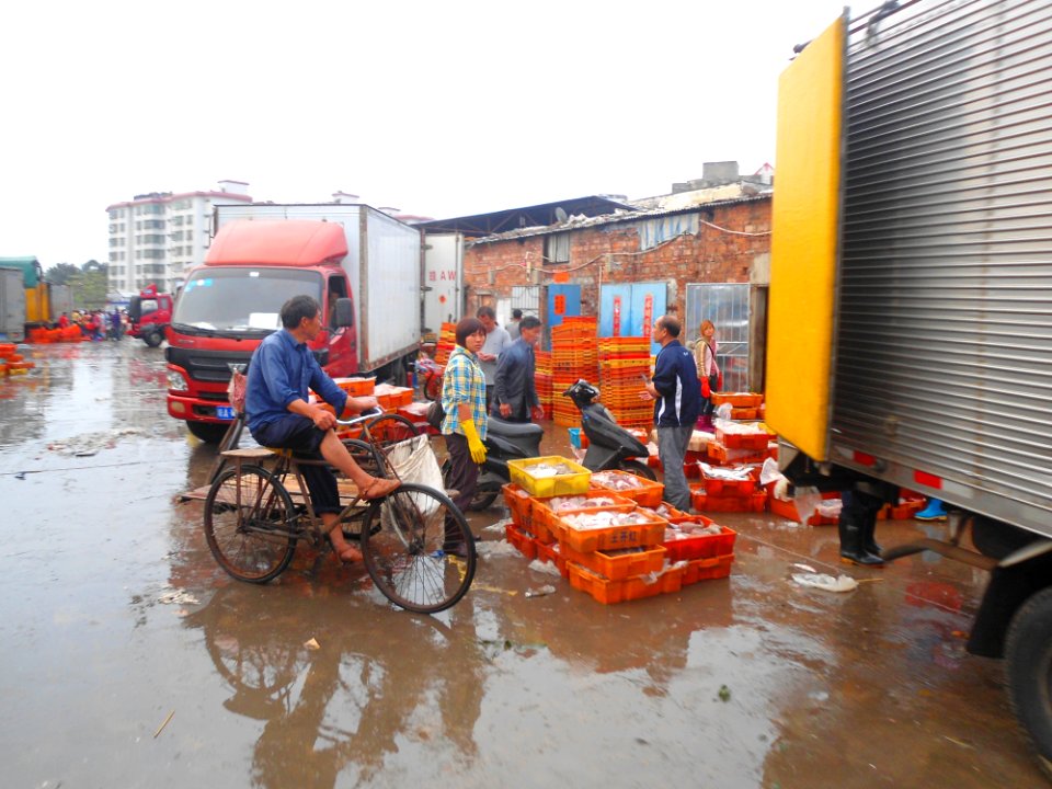 Wholesale fish market at Haikou New Port - 10
