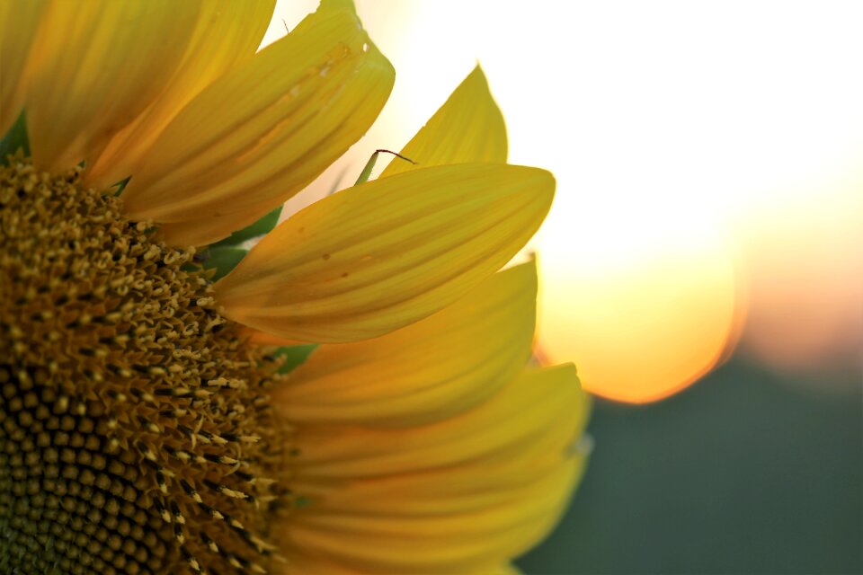 Evening yellow nature