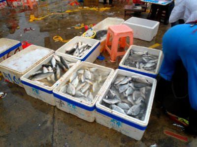 Wholesale fish market at Haikou New Port - 01 photo