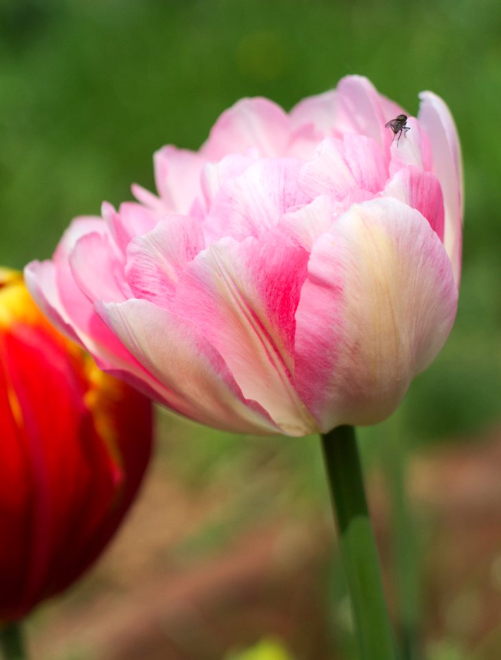 White-pink double late tulip 2015 03