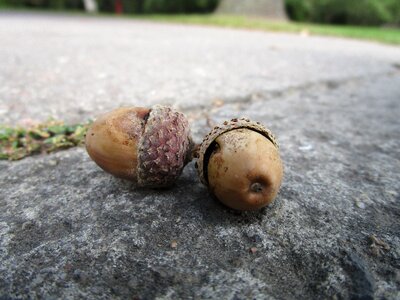 Sidewalk autumn nature