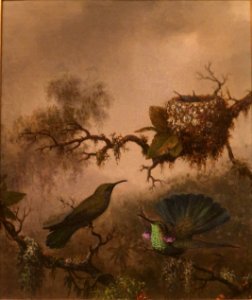 White-vented Violet-ear by Martin Johnson Heade
