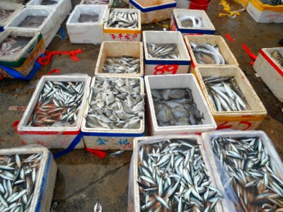 Wholesale fish market at Haikou New Port - 02 photo