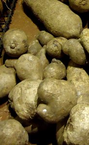White yam at Asian supermarket in New Jersey
