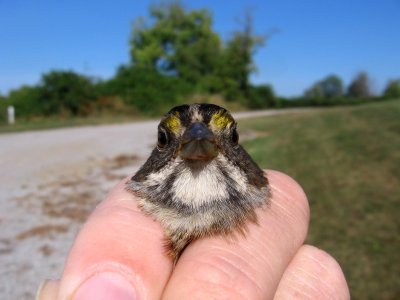 White-throated sparrow, tan morph, frontal
