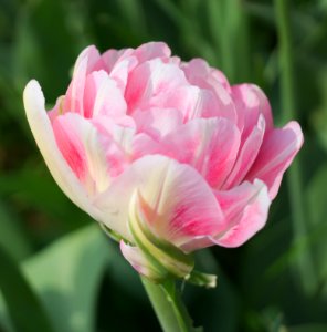 White-pink double late tulip 2015 01