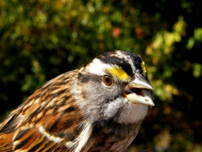 White-throated sparrow head