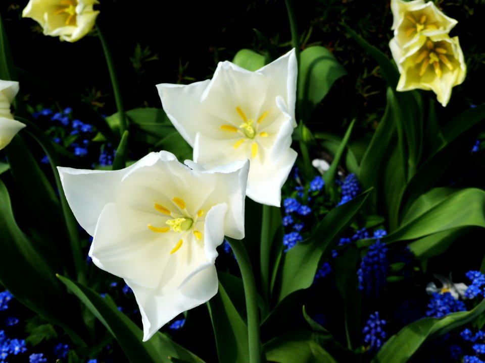 White-Triumphator-1