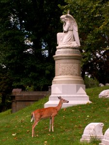 White-tailed deer (Odocoileus virginianus) near Alexander King monument, Allegheny Cemetery, Pittsburgh photo
