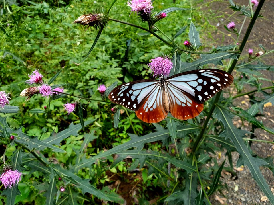 White-black-orange butterfly at Institute for Nature Study