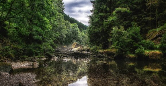 Forest flow romantic