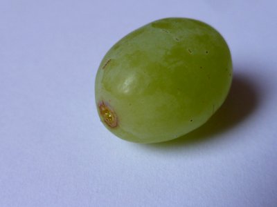 White-grape-3 photo