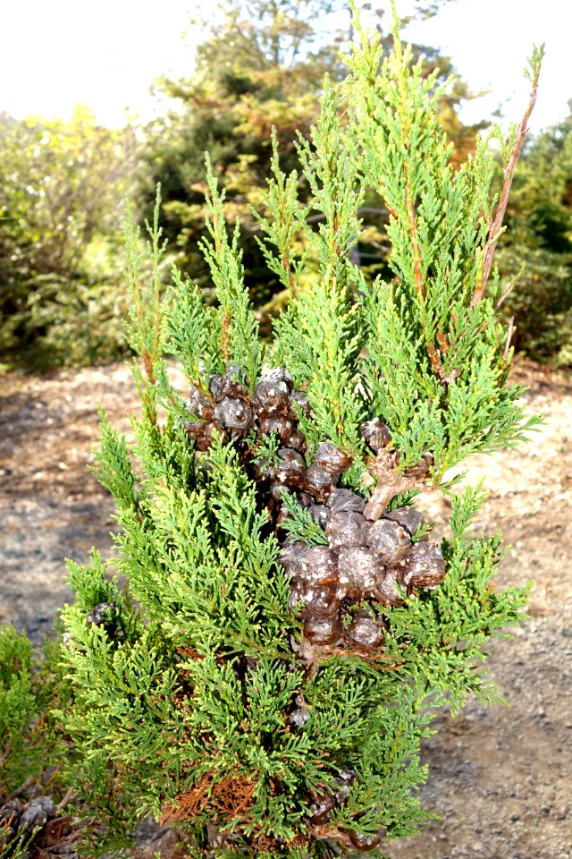 Widdringtonia nodiflora - Mendocino Coast Botanical Gardens - DSC02053