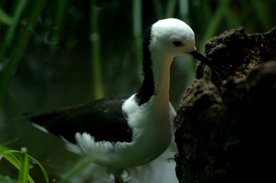 White-headed-Stilt-Melbourne-Zoo-20070224-048