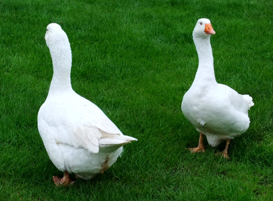 WhiteGeeseFromFrontAndBack