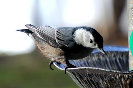 White-breasted Nuthatch1