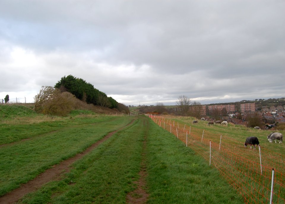 Whitehawk Hill Local Nature Reserve, Whitehawk Hill, Brighton (November 2020) (4)