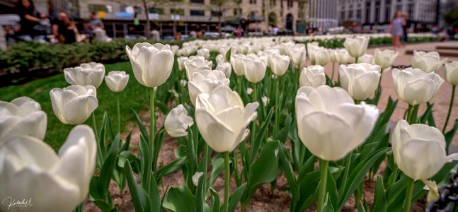 White Tulips In Central Park (256839453)
