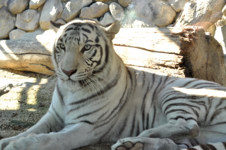 White tigers in Tobu Zoo Park 001 photo