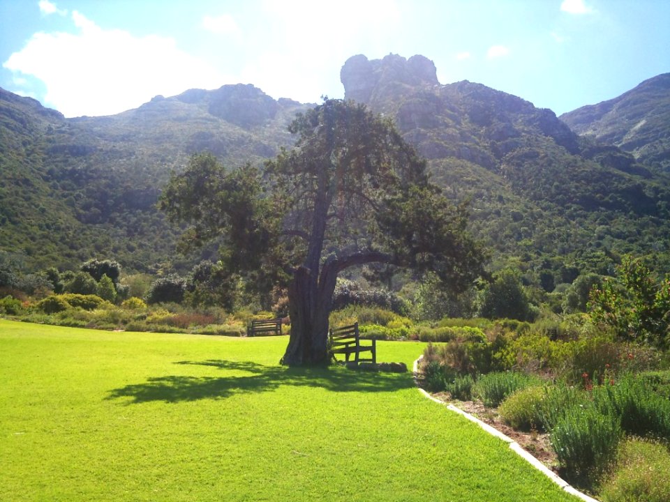 Widdringtonia nodiflora - Kirstenbosch Cape Town 3
