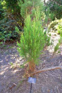 Widdringtonia wallichii (Widdringtonia cedarbergensis) - Mendocino Coast Botanical Gardens - DSC02048