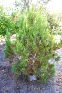 Widdringtonia nodiflora - Mendocino Coast Botanical Gardens - DSC02052