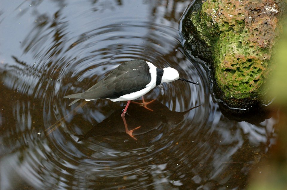 White-headed-Stilt-Melbourne-Zoo-20070224-020