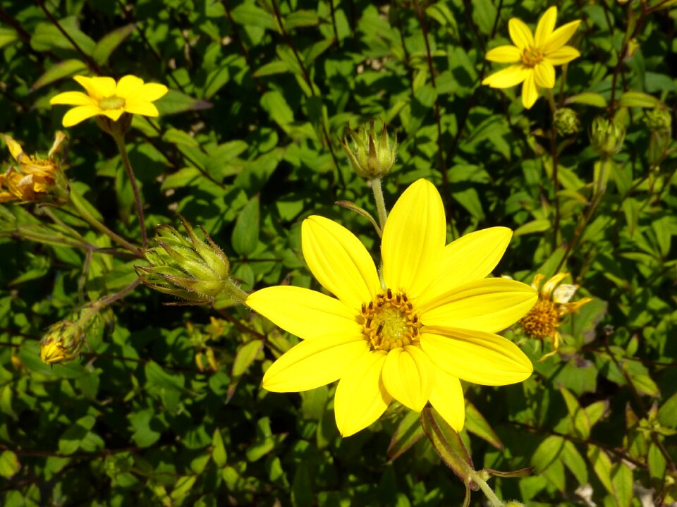 Buttons flowers yellow plant