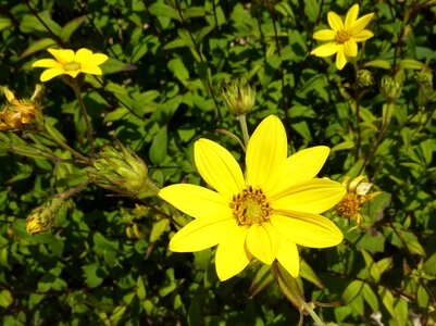Buttons flowers yellow plant