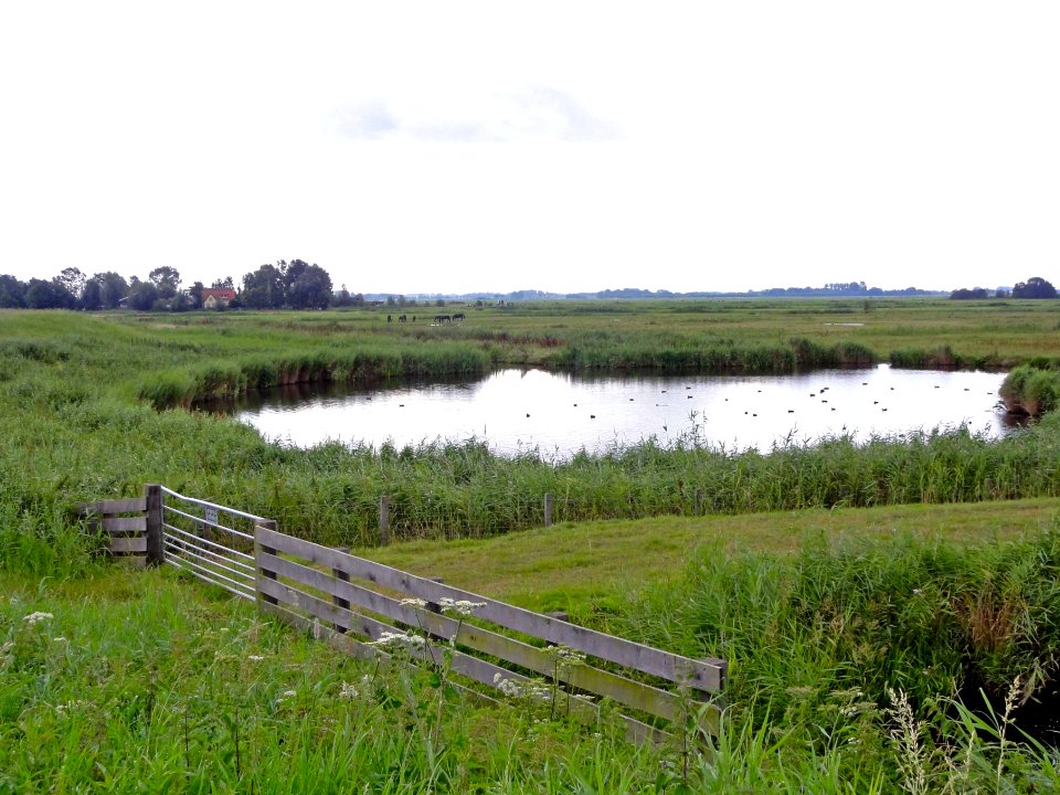 Wiel polder Arkemheen bij Nekkeveld