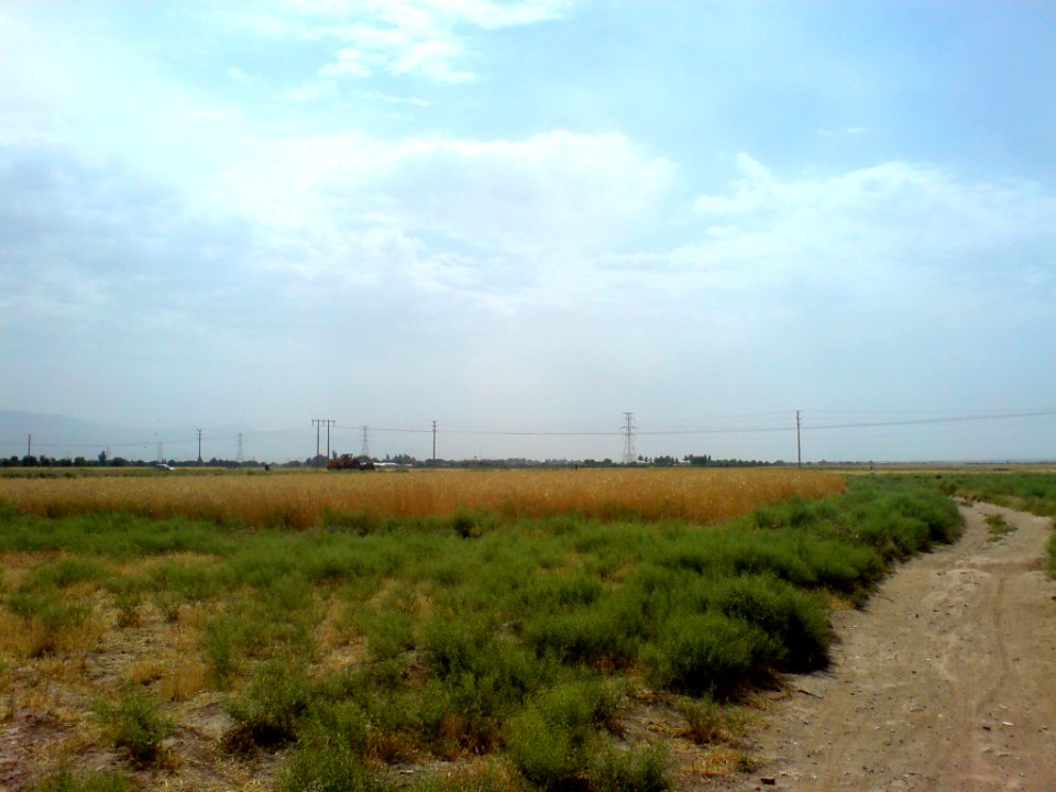 Wheat (or barley) farm-near Omar Khayyam Garden 5