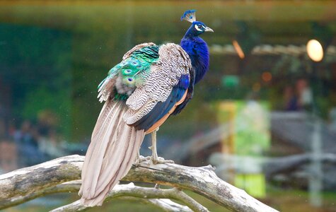 Volatile majestic peacock blue photo