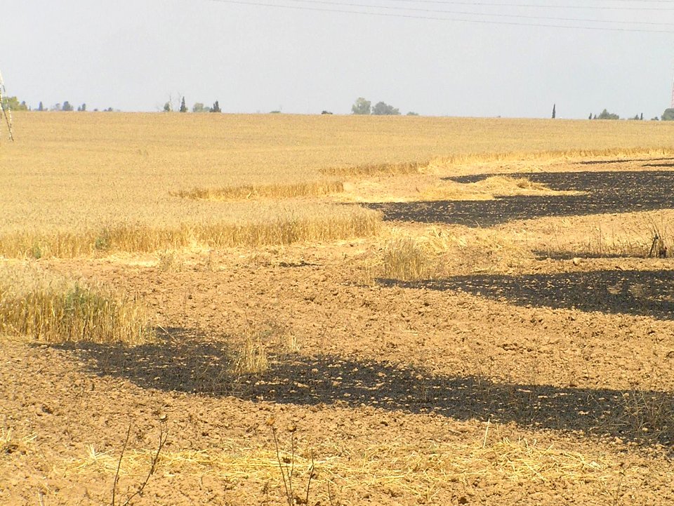 Wheat field near Sapir college firebombe kite damage 516