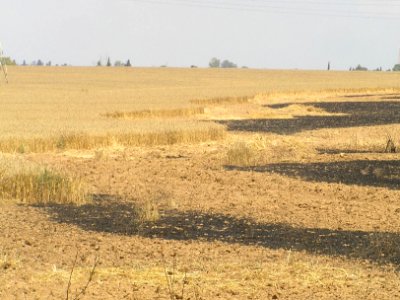 Wheat field near Sapir college firebombe kite damage 516