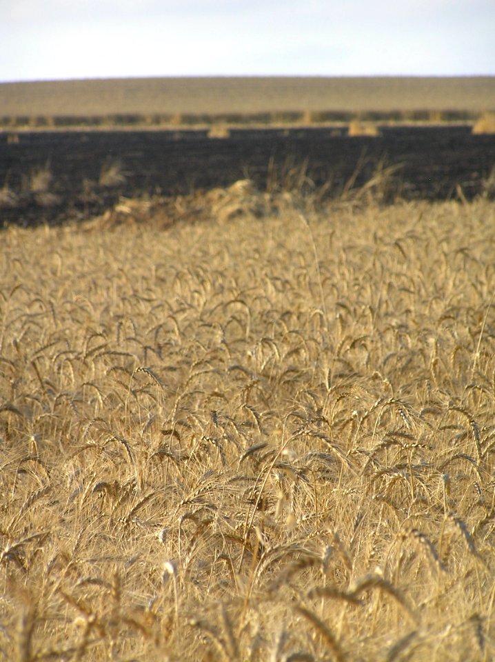Wheat field near Sapir college firebombe kite damage 551