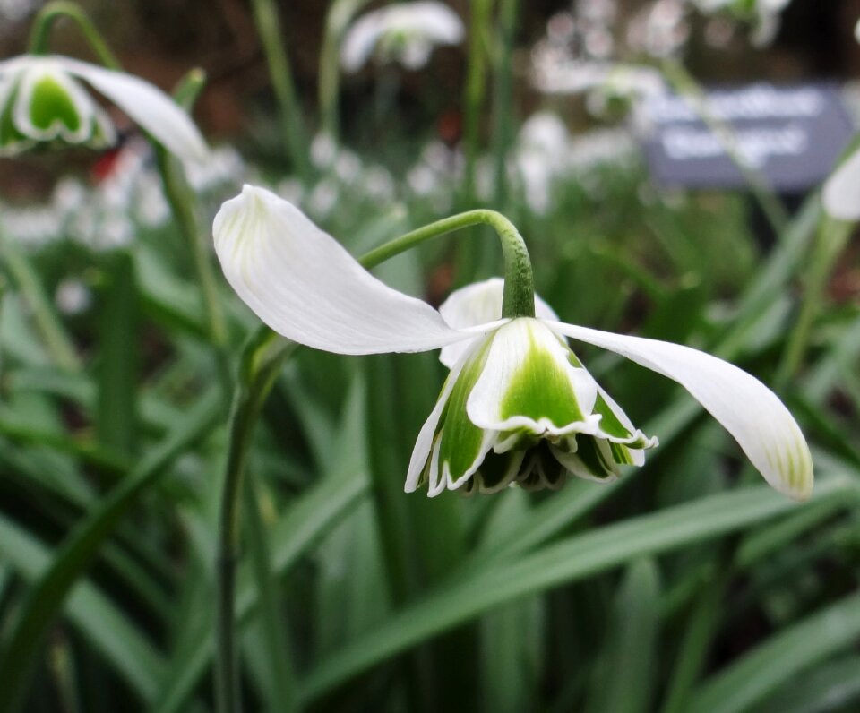 Leaf growth snowdrop