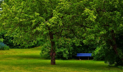 Green tree landscape photo