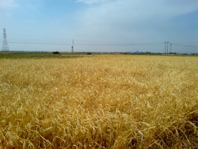 Wheat (or barley) farm-near Omar Khayyam Garden 3