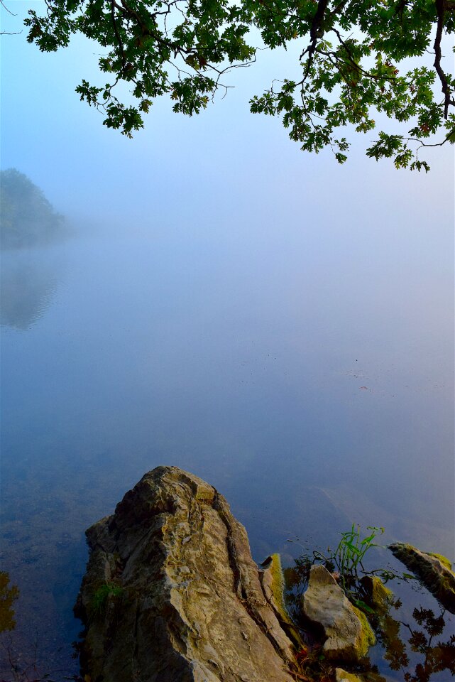 Tree branch water photo