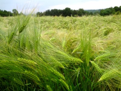 Wheat (Triticum aestivum) field near Mantes-La-Jolie, Île-de-France, France